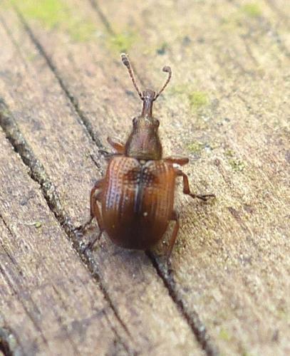 Tatianaerhynchites aequatus