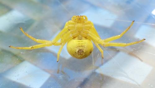 Misumena vatia