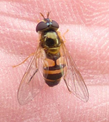 Epistrophe eligans