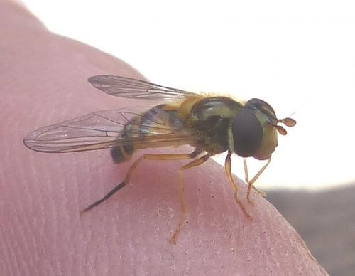 Epistrophe eligans