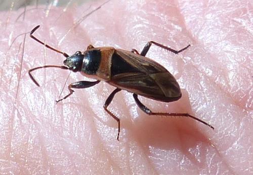 Réf. 202 728 : Xanthochilus sp.