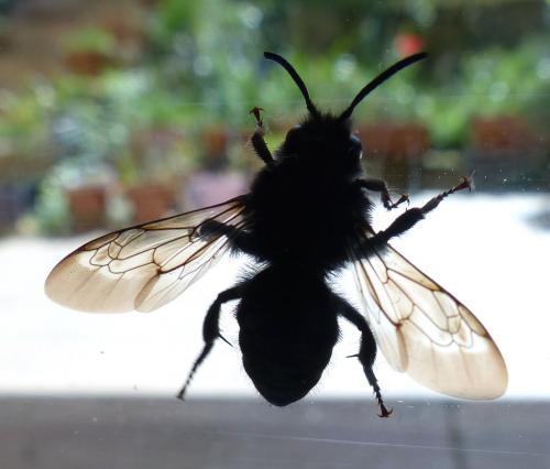 Réf. 202 695 : Melecta albifrons
