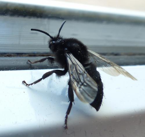 Réf. 202 696 : Melecta albifrons