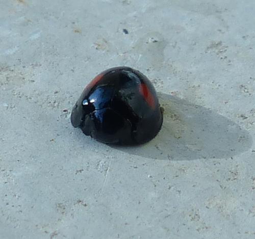 Réf. 202 707 : Chilocorus renipustulatus