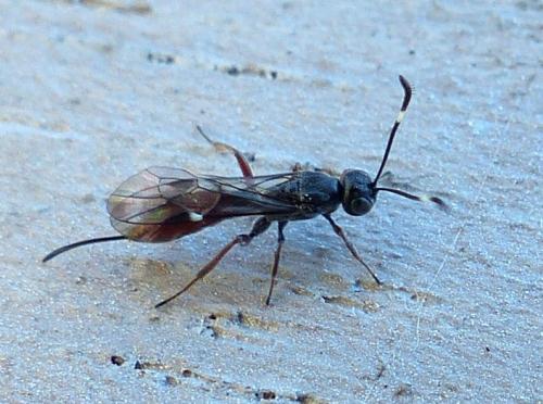 Réf. 202 833 : Xorides csikii