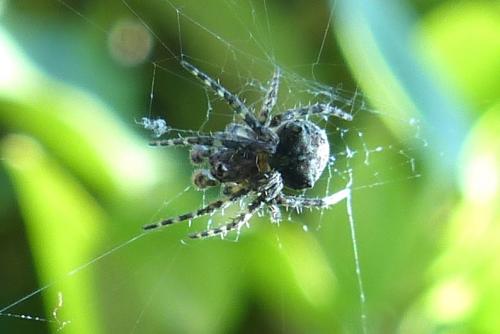 Réf. 202 913 : Gibbaranea gibbosa