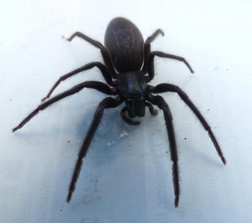 Segestria florentina