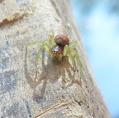 Araniella sp.