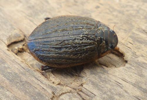 Réf. 202 945 : Acilius sulcatus