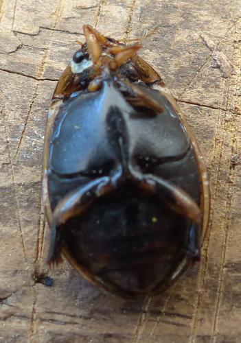 Réf. 202 946 : Acilius sulcatus