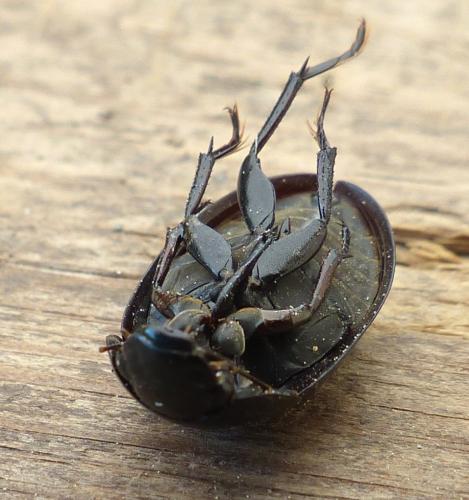 Réf. 202 948 : Hydrochara caraboides