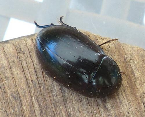 Réf. 202 984 : Hydrochara caraboides