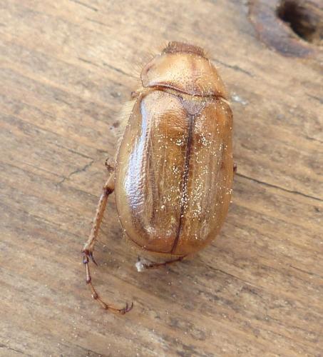 Rhizotrogus sp.