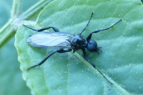 Bibio anglicus