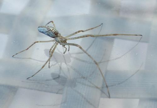 Tetragnatha sp.