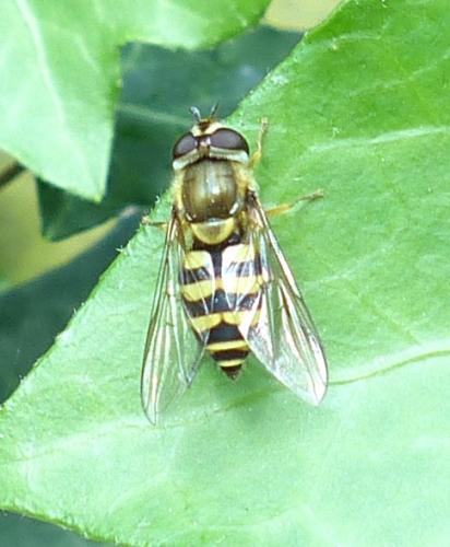 Syrphus vitripennis