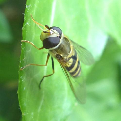 Réf. 202 901 : Syrphus vitripennis
