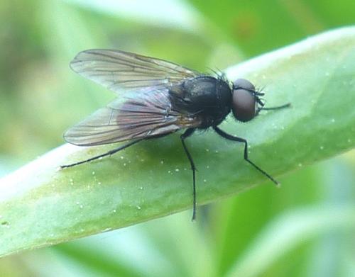 Hebecnema vespertina