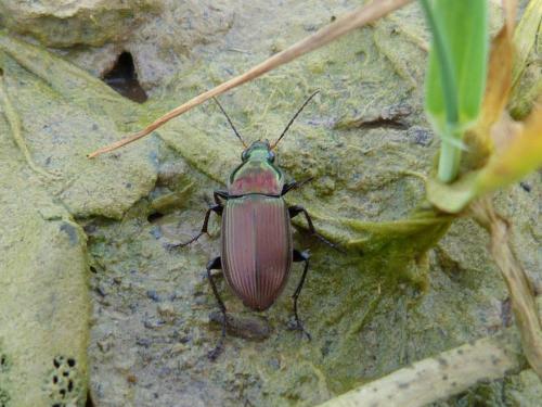 Poecilus cupreus