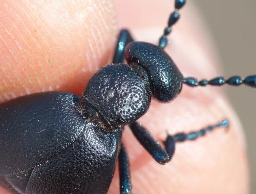 Meloe proscarabaeus