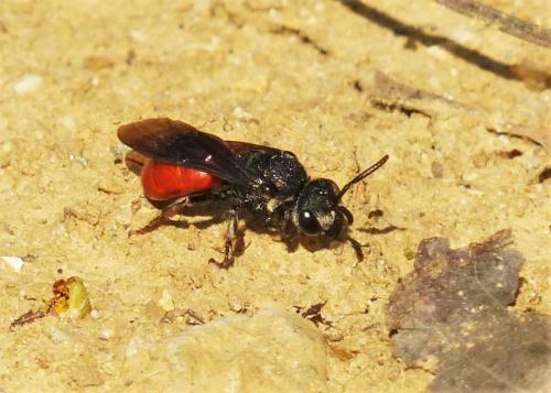 Réf. 202 001 : Sphecodes sp.