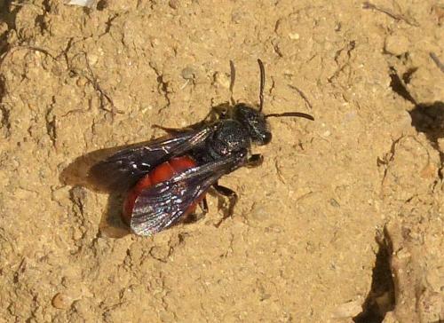 Réf. 202 002 : Sphecodes sp.