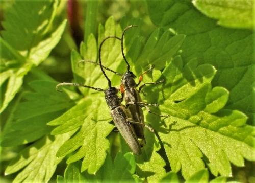 Phytoecia cylindrica