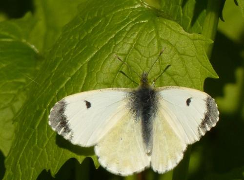 Réf. 202 294 : Anthocharis cardamines