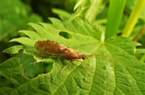 Rhyacophila sp.