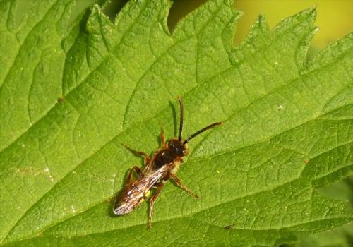 Nomada sp.