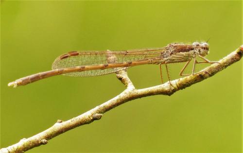 Réf. 202 490 : Sympecma fusca