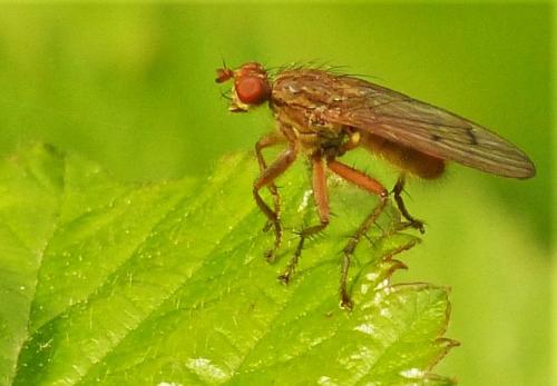 Scathophaga sp.