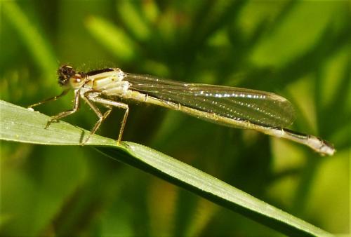 Ischnura elegans