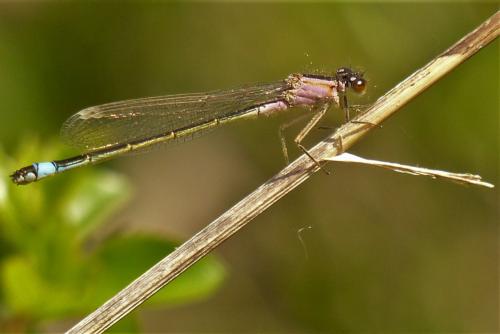 Ischnura elegans
