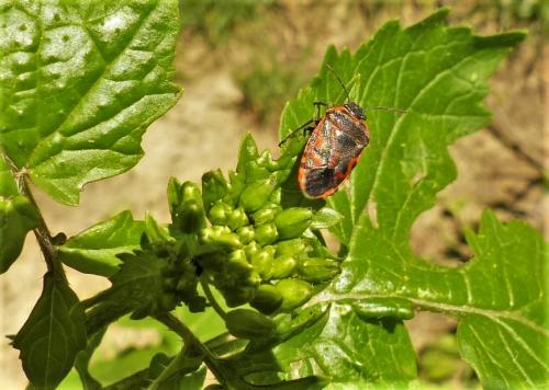 Réf. 202 842 : Eurydema ventralis