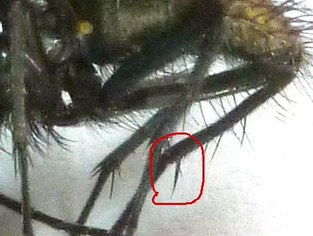 Helina evecta