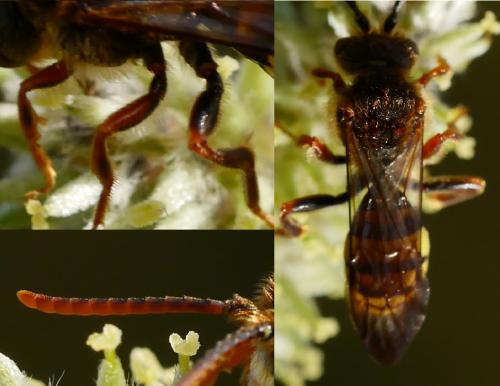Réf. 202 077 : Nomada (panzeri-signata)