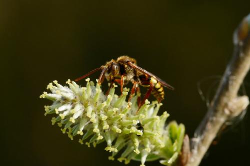 Réf. 202 076 : Nomada (panzeri-signata)