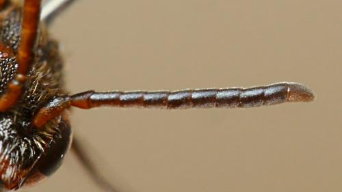 Réf. 202 931 : Nomada flavoguttata