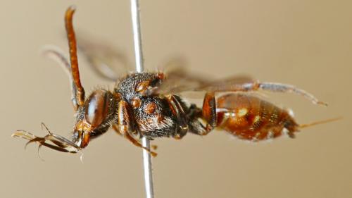 Réf. 202 928 : Nomada flavoguttata