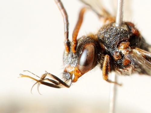 Réf. 202 929 : Nomada flavoguttata
