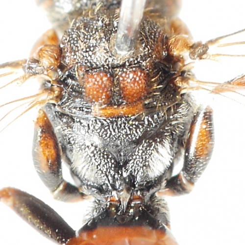 Réf. 202 930 : Nomada flavoguttata