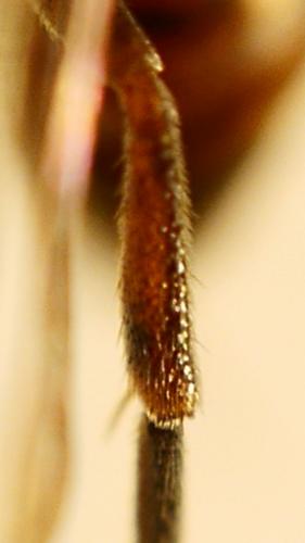 Réf. 202 934 : Nomada flavoguttata