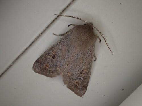 Réf. 202 036 : Orthosia cruda