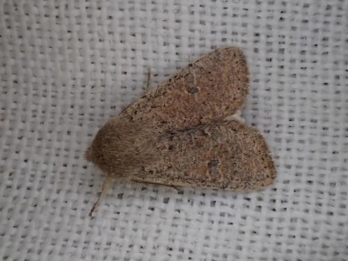 Réf. 202 037 : Orthosia cruda