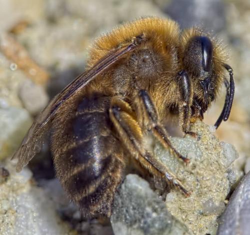 Réf. 202 315 : Colletes cunicularius