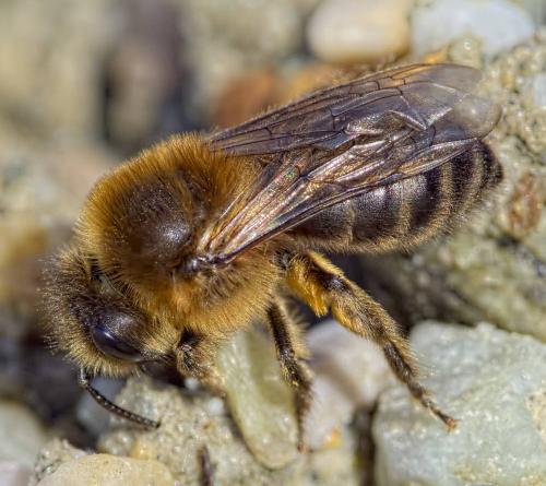 Réf. 202 316 : Colletes cunicularius