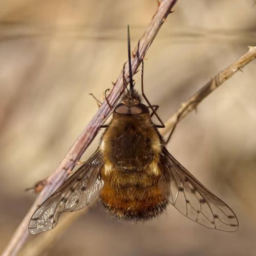 Bombylius discolor