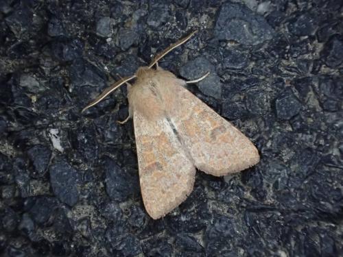 Réf. 202 145 : Orthosia miniosa