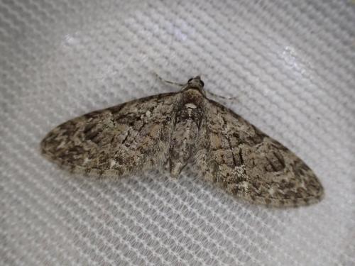 Réf. 202 144 : Eupithecia abbreviata